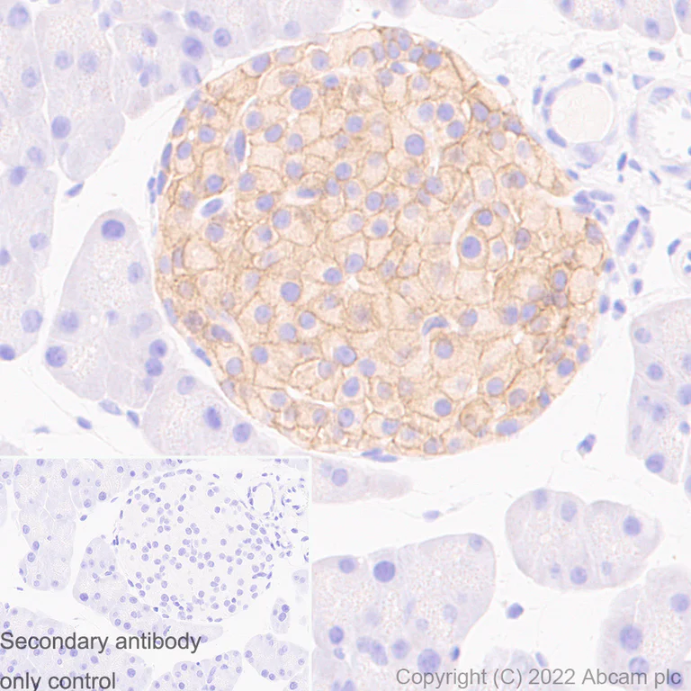 Immunohistochemistry (Formalin/PFA-fixed paraffin-embedded sections) - Anti-Kir6.2/BIR antibody [EPR25229-115] (BSA and Azide free) (AB291089)