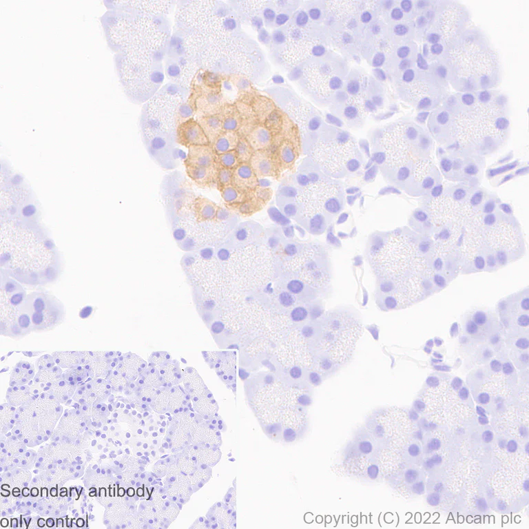 Immunohistochemistry (Formalin/PFA-fixed paraffin-embedded sections) - Anti-Kir6.2/BIR antibody [EPR25229-115] (BSA and Azide free) (AB291089)
