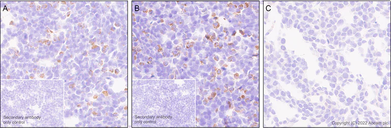 Immunohistochemistry (Formalin/PFA-fixed paraffin-embedded sections) - Anti-Kir6.2/BIR antibody [EPR25229-115] (BSA and Azide free) (AB291089)