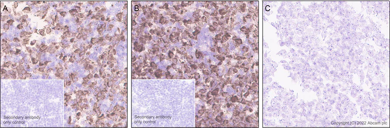 Immunohistochemistry - Anti-Kir6.2/BIR antibody [N363/71] - BSA and Azide free (AB307372)