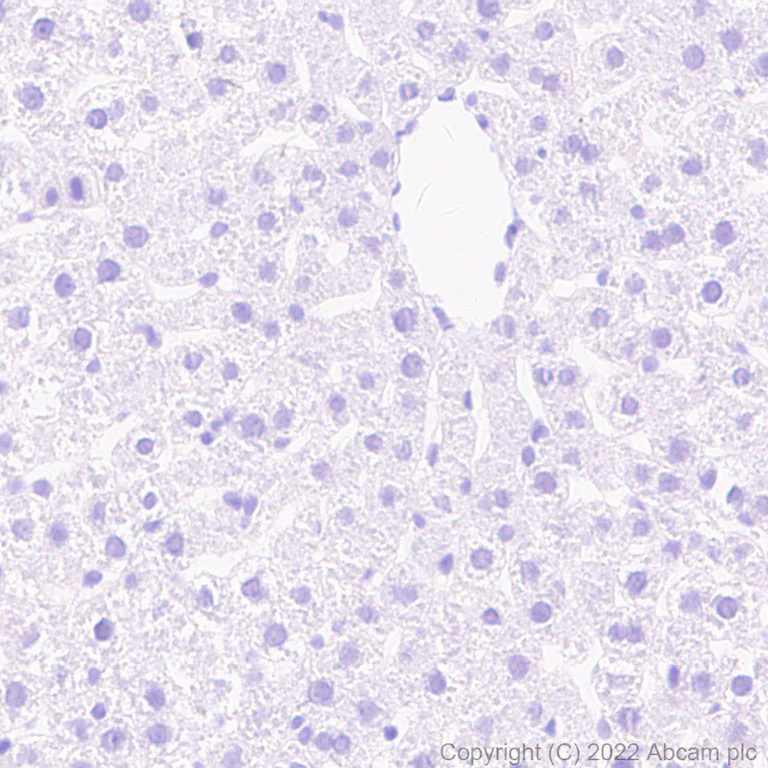 Immunohistochemistry - Anti-Kir6.2/BIR antibody [N363/71] - BSA and Azide free (AB307372)
