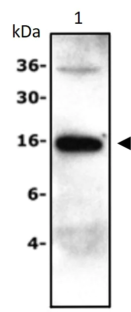 Western blot - Anti-Kisspeptin antibody (AB286128)