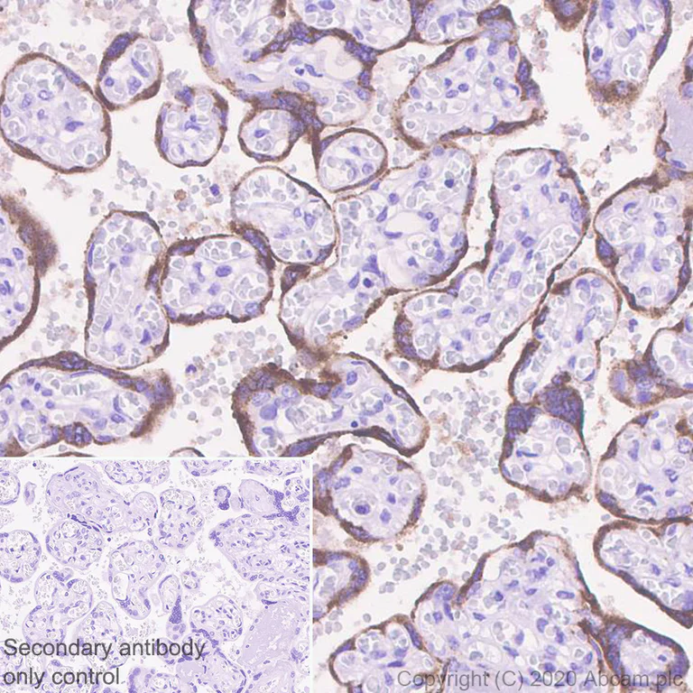 Immunohistochemistry (Formalin/PFA-fixed paraffin-embedded sections) - Anti-Kisspeptin antibody [EPR23770-189] - BSA and Azide free (AB275883)