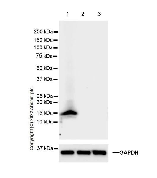 Western blot - Anti-Kisspeptin antibody [EPR23770-189] - BSA and Azide free (AB275883)
