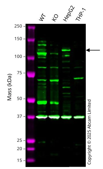 Western blot - Anti-KLB antibody (AB106794)