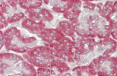 Immunohistochemistry (Formalin/PFA-fixed paraffin-embedded sections) - Anti-KLB antibody (AB233416)