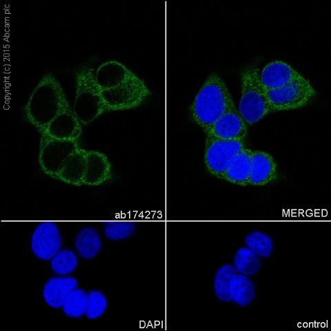 Immunocytochemistry/ Immunofluorescence - Anti-KLC1 antibody [EPR12441(B)] (AB174273), expandable thumbnail