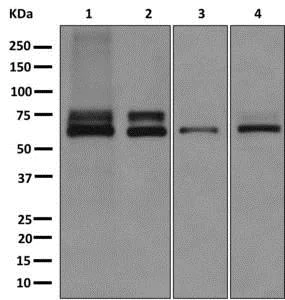 Western blot - Anti-KLC1 antibody [EPR12441(B)] (AB174273)