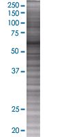 KLC1 overexpression 293T lysate (whole cell)