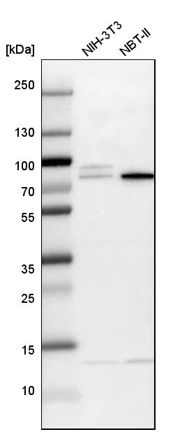 Western blot - Anti-KLC2 antibody (AB254848)