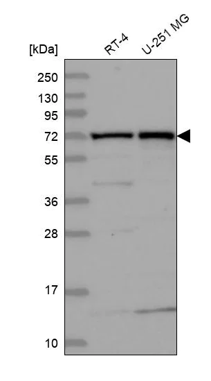 Western blot - Anti-KLC2 antibody (AB254848)