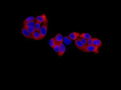 Immunocytochemistry/ Immunofluorescence - Anti-KLC3 antibody [EPR11149(2)] - BSA and Azide free (AB250220)