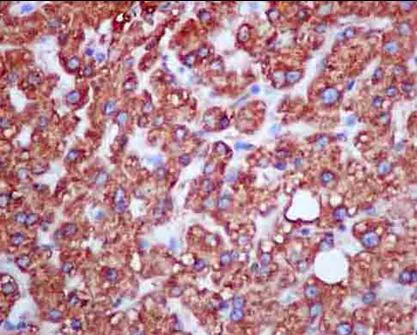 Immunohistochemistry (Formalin/PFA-fixed paraffin-embedded sections) - Anti-KLC3 antibody [EPR11149(2)] - BSA and Azide free (AB250220)