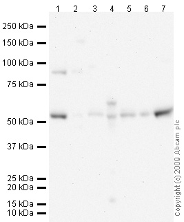 Western blot - Anti-KLF10 antibody (AB73537)