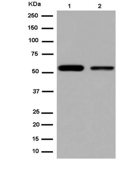 Western blot - Anti-KLF10 antibody [EPR12102(2)] (AB184182)
