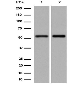 Western blot - Anti-KLF10 antibody [EPR12102(2)] (AB184182)