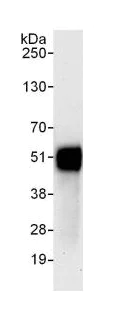 Immunoprecipitation - Anti-KLF12 antibody (AB129459)
