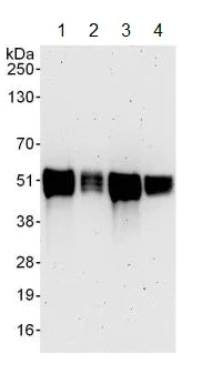 Western blot - Anti-KLF12 antibody (AB129459)