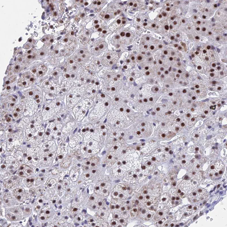 Immunohistochemistry (Formalin/PFA-fixed paraffin-embedded sections) - Anti-KLF14 antibody (AB244475)