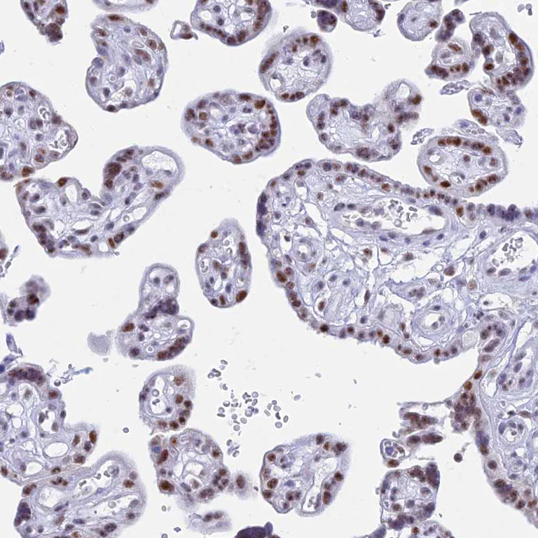 Immunohistochemistry (Formalin/PFA-fixed paraffin-embedded sections) - Anti-KLF14 antibody (AB244475)
