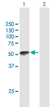 Western blot - Anti-KLF15 antibody (AB167192), expandable thumbnail