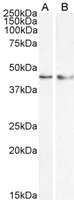 Western blot - Anti-KLF15 antibody (AB2647)