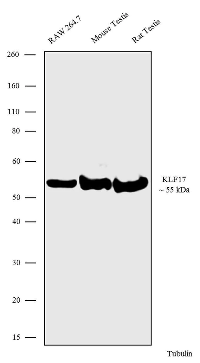 Western blot - Anti-KLF17 antibody [RP23040191] (AB308133)