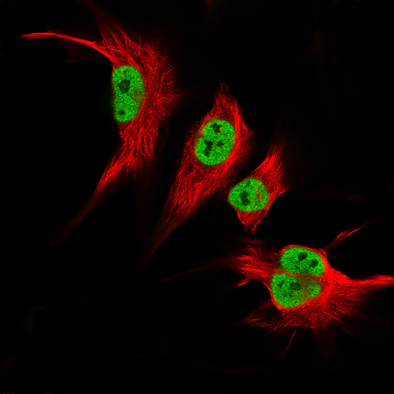 Immunocytochemistry/ Immunofluorescence - Anti-KLF2 Antibody [CL14502] (AB327155)