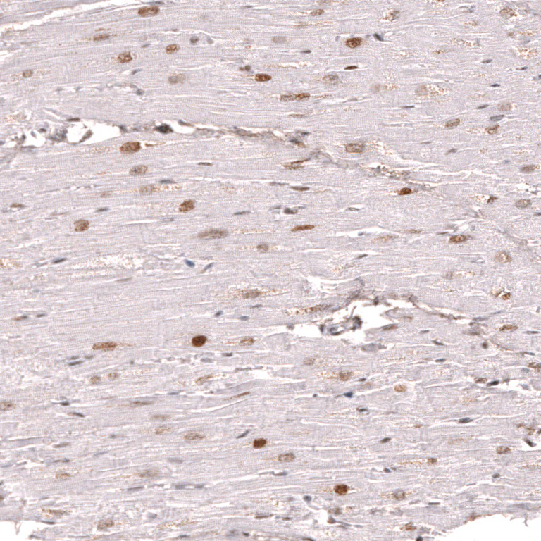 Immunohistochemistry (Formalin/PFA-fixed paraffin-embedded sections) - Anti-KLF2 Antibody [CL14502] (AB327155)