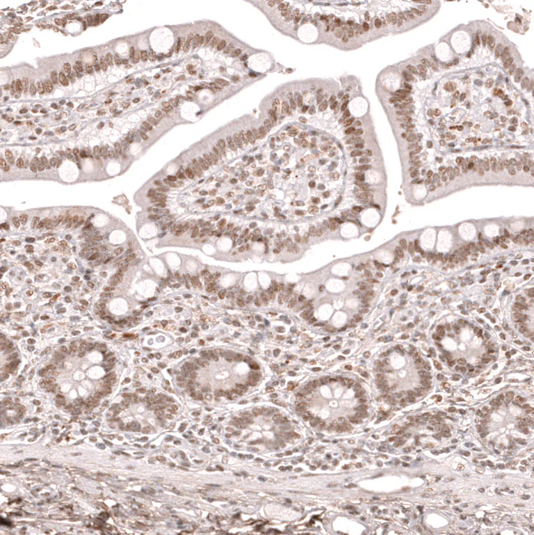 Immunohistochemistry (Formalin/PFA-fixed paraffin-embedded sections) - Anti-KLF2 Antibody [CL14502] (AB327155)