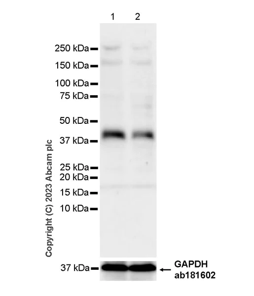Western blot - Anti-KLF2 antibody [EPR23420-40] (AB314430)