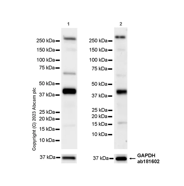 Western blot - Anti-KLF2 antibody [EPR23420-40] (AB314430)