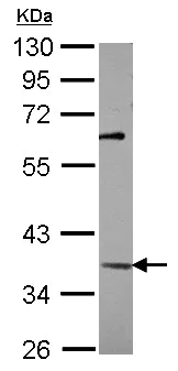 Western blot - Anti-KLF3 antibody (AB154531)