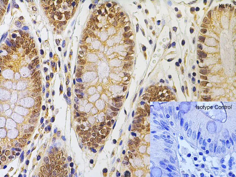 Immunohistochemistry (Formalin/PFA-fixed paraffin-embedded sections) - Anti-KLF4 antibody (AB106629)