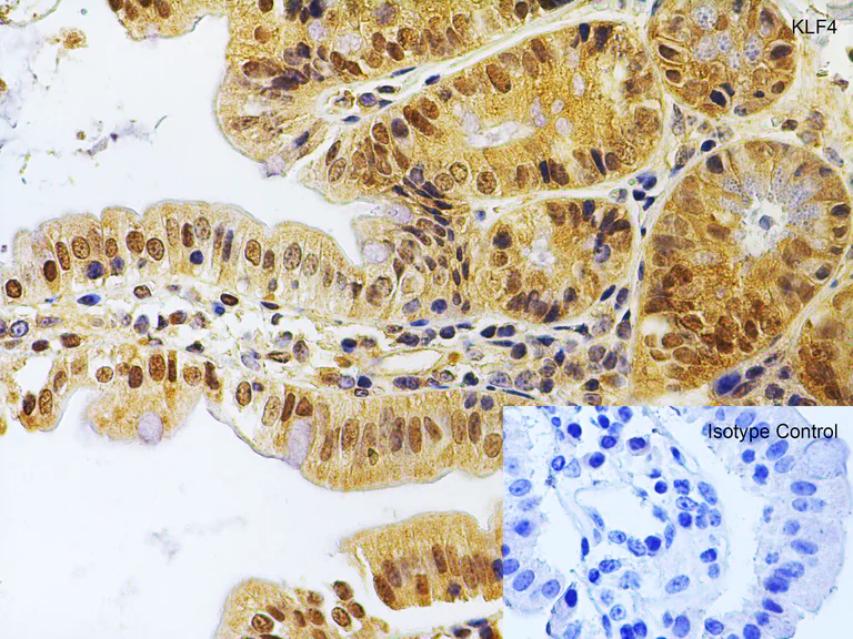 Immunohistochemistry (Formalin/PFA-fixed paraffin-embedded sections) - Anti-KLF4 antibody (AB106629)