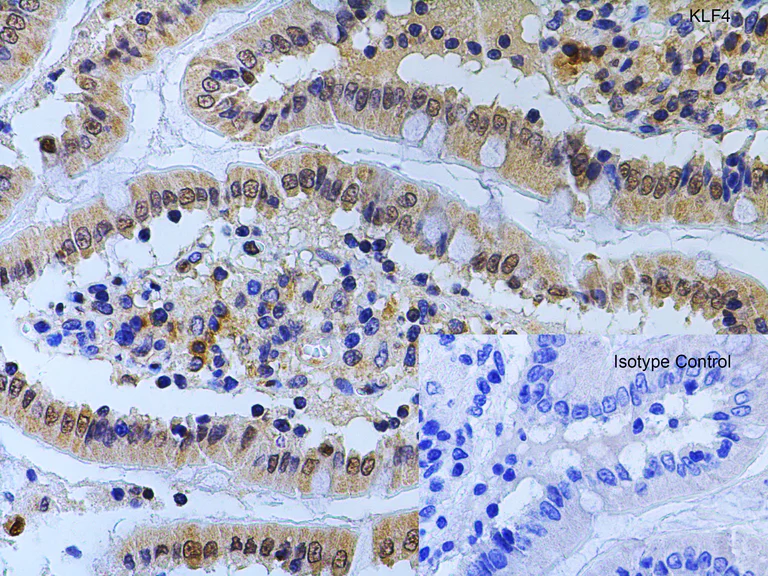 Immunohistochemistry (Formalin/PFA-fixed paraffin-embedded sections) - Anti-KLF4 antibody (AB106629)