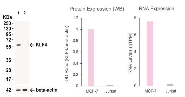 Western blot - Anti-KLF4 antibody (AB106629)