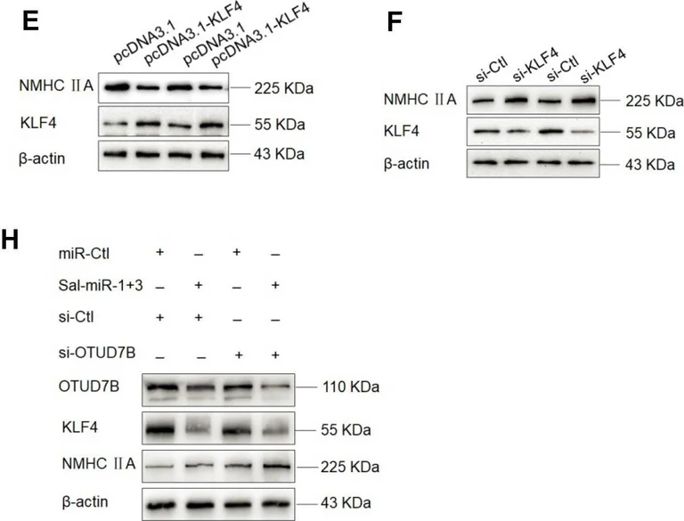 Western blot - Anti-KLF4 antibody (AB106629)