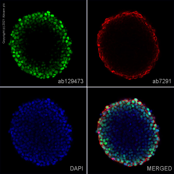 Immunocytochemistry/ Immunofluorescence - Anti-KLF4 antibody (AB129473), expandable thumbnail