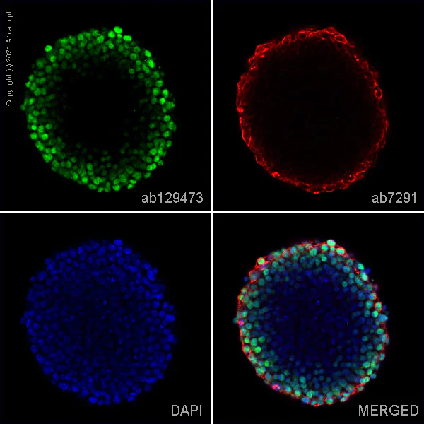 Immunocytochemistry/ Immunofluorescence - Anti-KLF4 antibody (AB129473)