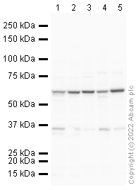 Western blot - Anti-KLF4 antibody (AB129473), expandable thumbnail