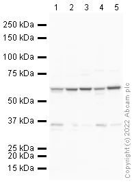 Western blot - Anti-KLF4 antibody (AB129473)