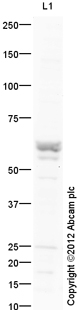 Western blot - Anti-KLF4 antibody (AB129473), expandable thumbnail