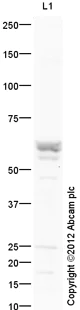Western blot - Anti-KLF4 antibody (AB129473)