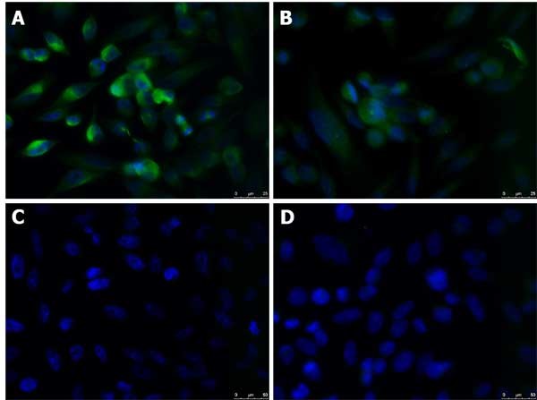 Immunocytochemistry/ Immunofluorescence - Anti-KLF4 antibody (AB216875), expandable thumbnail