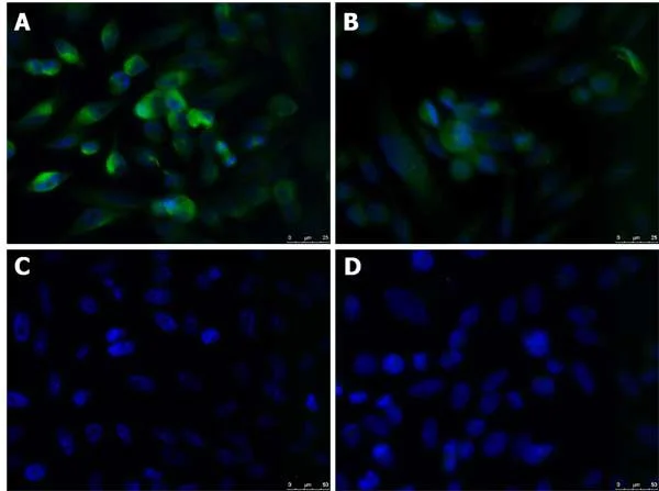 Immunocytochemistry/ Immunofluorescence - Anti-KLF4 antibody (AB216875)