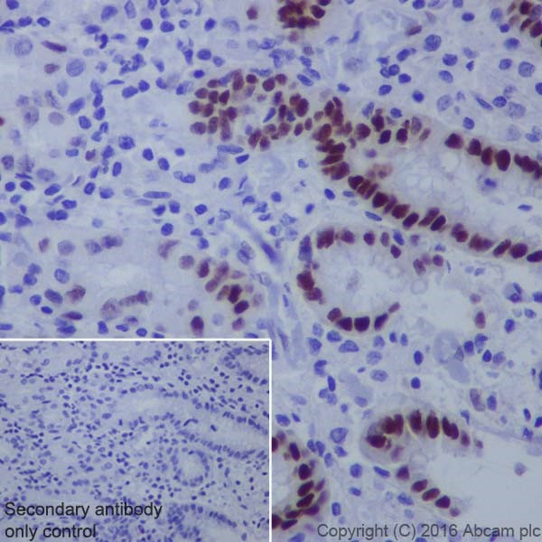 Immunohistochemistry (Formalin/PFA-fixed paraffin-embedded sections) - Anti-KLF4 antibody [EPR19590] (AB215036), expandable thumbnail