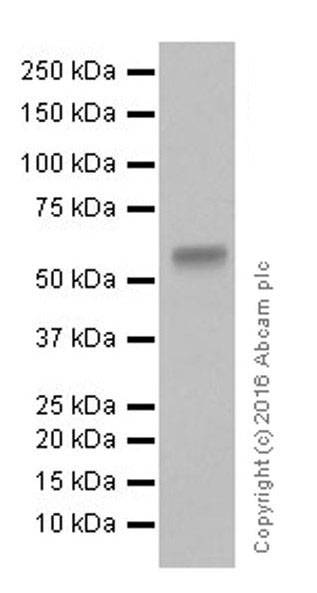 Western blot - Anti-KLF4 antibody [EPR19590] (AB215036), expandable thumbnail