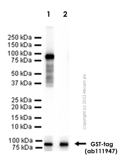 Western blot - Anti-KLF4 antibody [EPR19590] (ab215036), expandable thumbnail