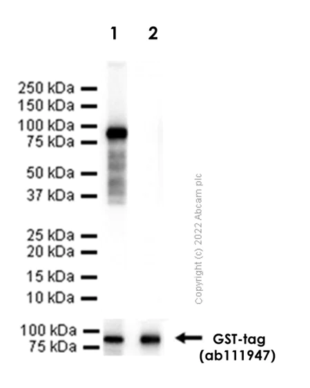 Western blot - Anti-KLF4 antibody [EPR19590] (AB215036)